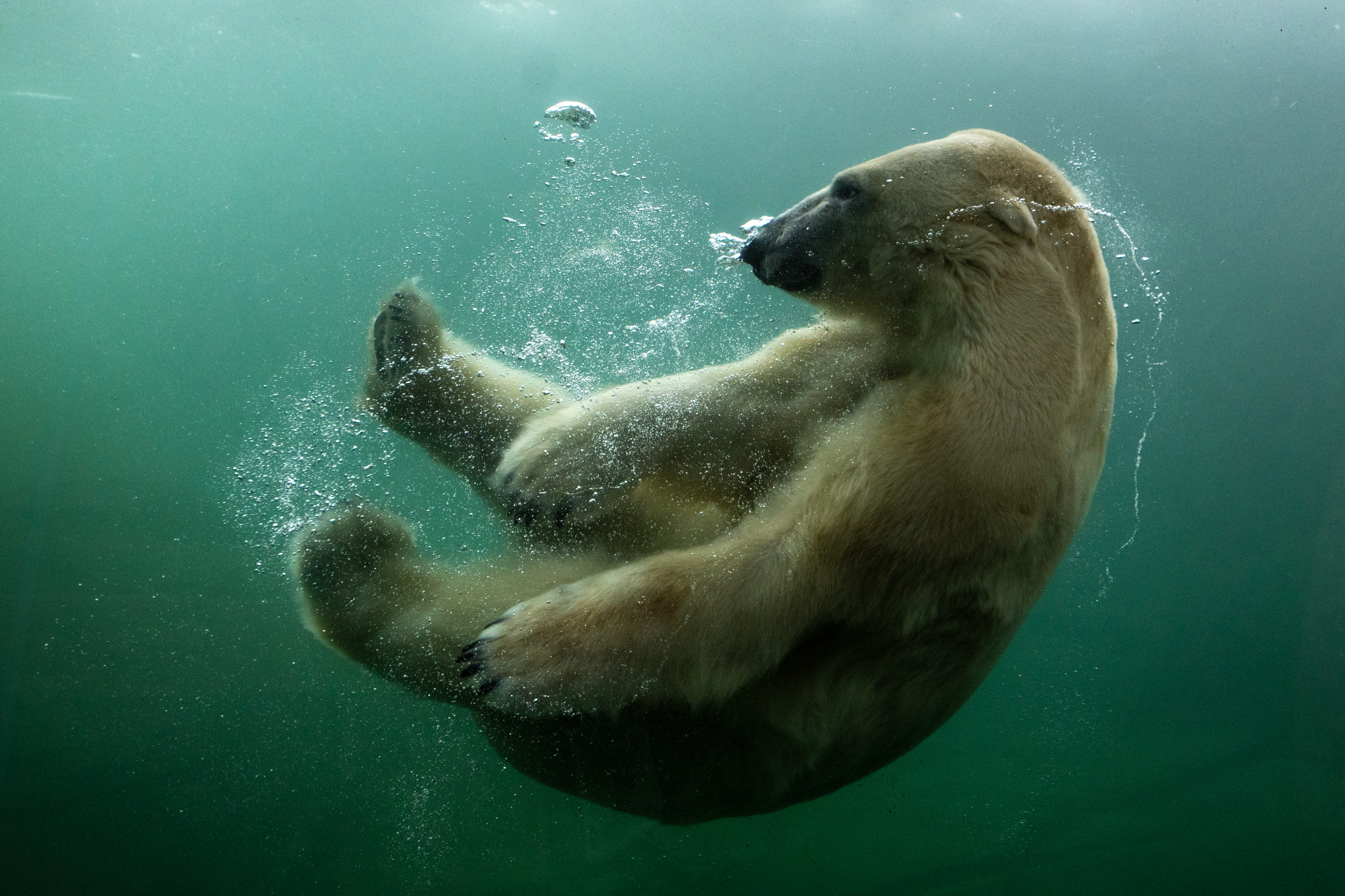 Polar Bear | Columbus Zoo and Aquarium